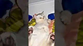 Lazy cat Pucu version 👑🐱 #shorts