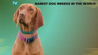The rarest dog breeds in the world
