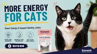 Joint & Mobility for Cats | Boost Energy & Support Healthy Joints