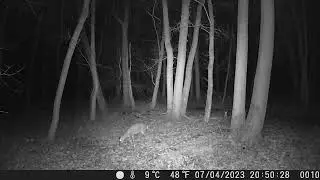 Rockingham Forest Deer