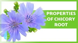 Преимущества корня цикория 💚 Объяснение преимуществ, применения и побочных эффектов