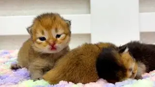 Sleepy kitten can&rsquo;t find the perfect spot to nap!