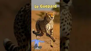 Tu sais quel animal court plus vite qu&rsquo;une voiture ?