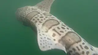 😲😲WE CAUGHT THIS MONSTER AT SPANISH LANDING😮😮 