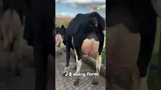 Top breed cow 🔥💯✅