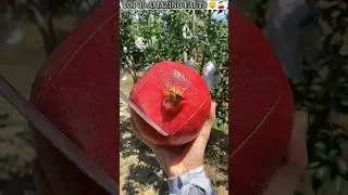 Top 10 amazing facts about food 🤤🍇 #amazingfacts #viral #youtubeshorts #trendingshorts #shorts #food