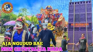 NEW CRYSTALLIA NADA - AJA NGUDUD BAE❗Jimpret WIDASARI IM❗arak arakan singa depok  2023 SUSY ARZETY