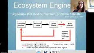 Natural Stream Engineers: How Plants and Animals Shape Streams