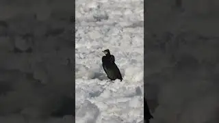 Mikoszewo..kto płynie na krze?