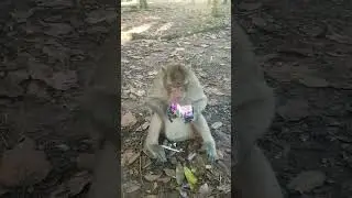 King Mark drink milk #monkeys