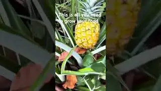 Harvesting from a Container #shorts #pineapple #gardening