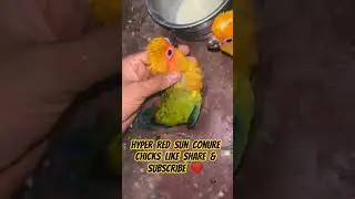 #lorikeet #lori #birds #petbirds #parrot #Parrot-Shaikh-Asif786 #lovebird #macaw #electus #sunconure