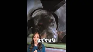 help street animals. #lovinganimals #petlover #