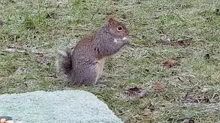 Squirrel Mesmerised By Coughing Cameraman
