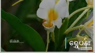 ပန်းနာမည်များ