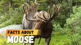 Incredible Facts About Moose That Will Blow Your Mind! 🦌🌲