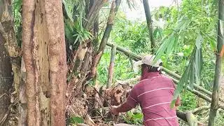Traditional Bamboo Harvest for Farming and Building #RuralAgriculture #TraditionalFarming