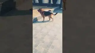 #germanshepheard dog 🐕 fun mood enjoy #germanshepherd #pets