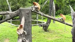 Proboscis monkey #wendywee #borneo 