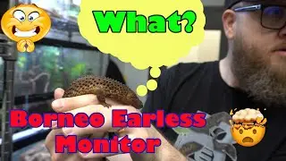 Epic Zilla Tour with Borneo Earless Monitors!