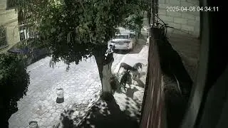 Jaur&iacute;a de perros en Insurgentes Quer&eacute;taro
