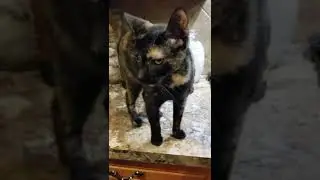 Another Cat Morning (11-3-2022)