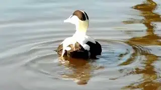 Common Eider Duck