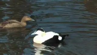Eider duck (Somateria Mollissima) Courtship & Display.UK
