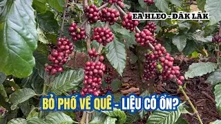 SỬ DỤNG ĐẠM CÁ CHO VƯỜN CÀ PHÊ XEN CANH CHANH DÂY