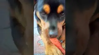 Jerry #Eating Favourite #Vegitable #Carrot 🥕🤗😋