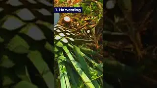 🥃 How Tequila Is Made | Part 1