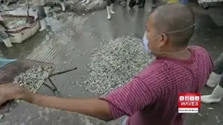 Extreme weather, drought kill thousands of fish in Mexico