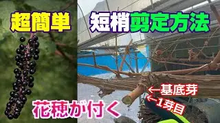 ここ切るだけ、初心者でも簡単剪定シャインマスカット短梢＃ぶどう＃栽培＃剪定＃シャインマスカット＃葡萄＃剪定方法＃家庭菜園