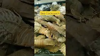 Sea COCKROACH #shorts #seafood #food #cockroach #fypシ゚viral