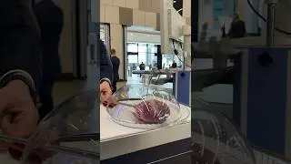 Настоящее сердце. А вы видели? #медицина #врач #shorts