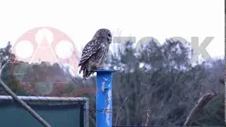 Creepy Owl Looks at camera and flies away (Royalty Free Stock Footage)
