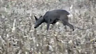 Ein Sprung Rehe im Herbst 