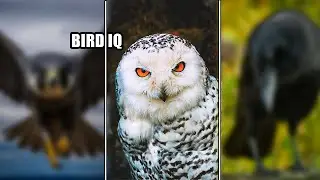 Beyond Instinct: The Remarkable Intelligence of Birds.