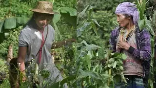 Salween Peace Park and Food Sovereignty During COVID-19