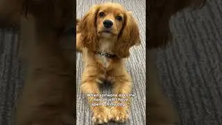 Its too much&hellip; #cockerspaniel #puppy #memes #dog #chester #funny #cute #money  #expensivedogs