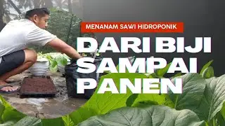 Menanam sawi hidroponik dari galon bekas #plants #sawicaisim #berkebundilahansempit