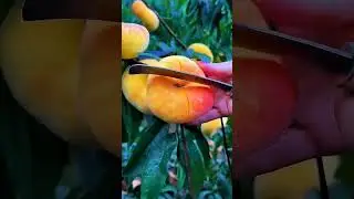 What's So SPECIAL About Flat Peaches, Really?