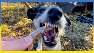 He Almost Bit My Hand Off! Feeding a Hungry Street Dog