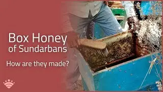 The Real Cost of Honey: A Beekeeper&rsquo;s Story from Rural India