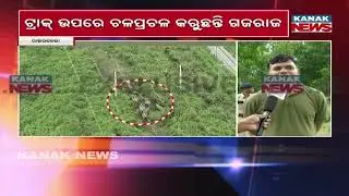 Elephant Herd Walks On Railway Track In Rourkela | Forest Dept Deploys Drones & Solar Fencing