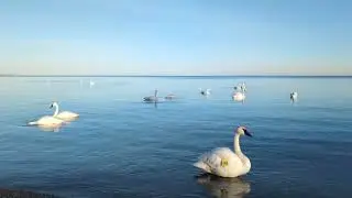 With my trumpeter swan friends 二