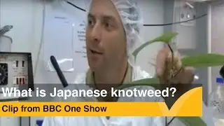 What is Japanese Knotweed - BBC One Show