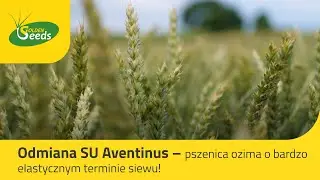 Odmiana SU Aventinus – pszenica ozima o bardzo elastycznym terminie siewu!
