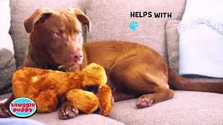 🐾 SmartPetLove Snuggle Puppy | Anti-Anxiety Toy with Heartbeat & Heat Pack 🐶🧸
