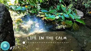 A QUIET RIVER EDGE IN A TROPICAL FOREST | No AI &bull; No Loop